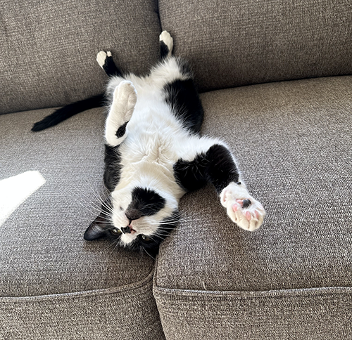 Meow Sierra