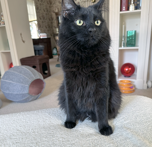 Hey Sierra, it's Tinslee's Gotcha Day.