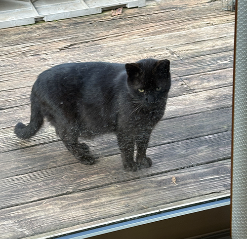 Mr. Black says hello