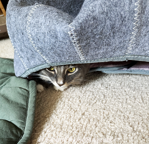 Peek-a-boo Giovanni and Gabie!