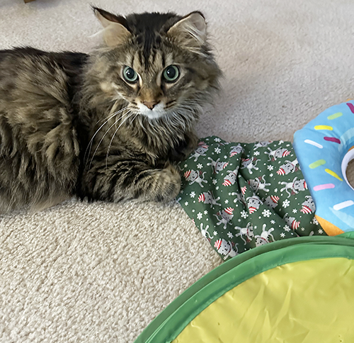 Meow Sierra, tell the boys I saw come play!