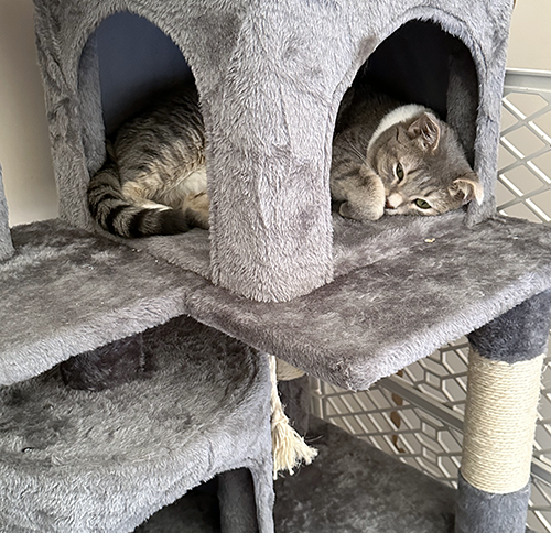 It's sleepy time Sierra!