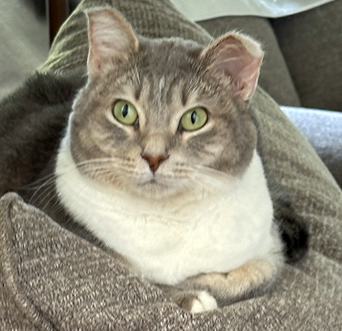 It's my Gotcha Day!