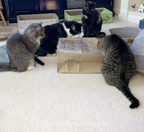 It's the bag cats!