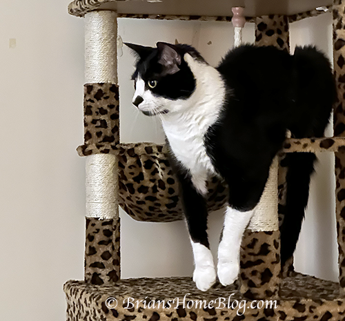 Meow Sierra!