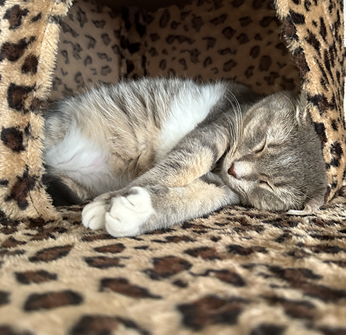 Nap time Giovanni!