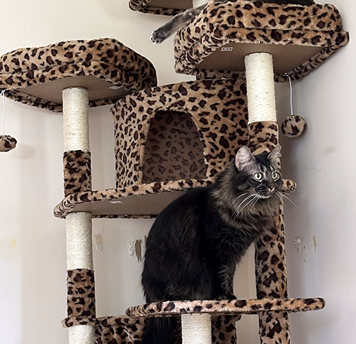 Meow Sierra!