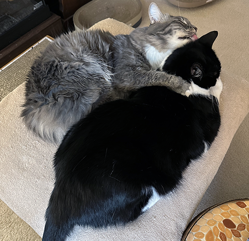 Hold still Bro!