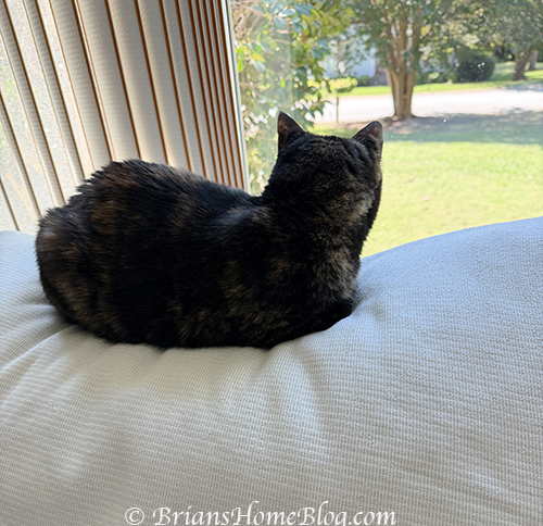 Meow Sierra, come pet me!