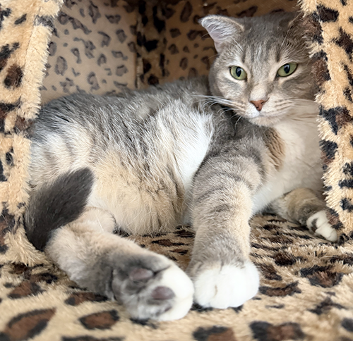 Meow Sierra!