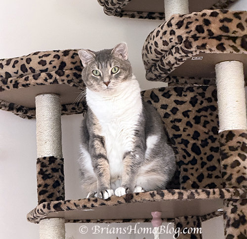 Meow Sierra, I need brushed!