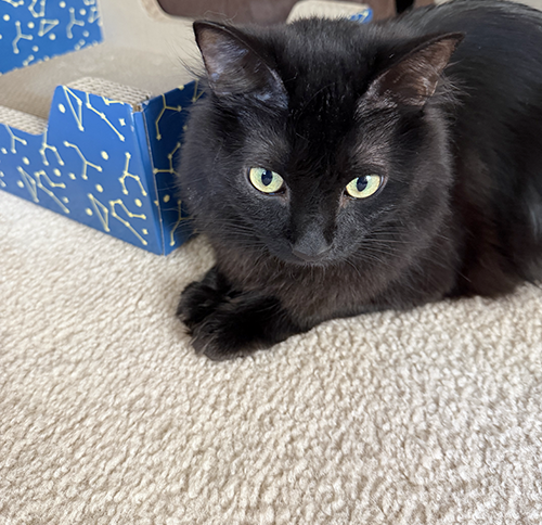 Meow Sierra!