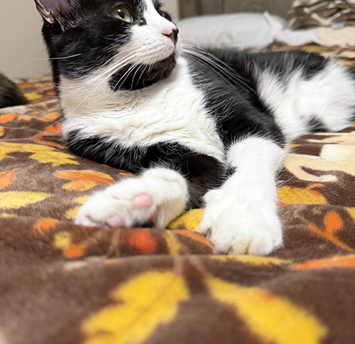 I love soft blankies!