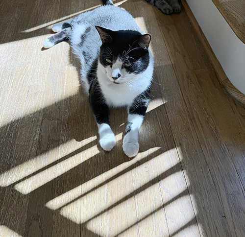 Meow Sierra!