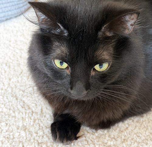 Meow!